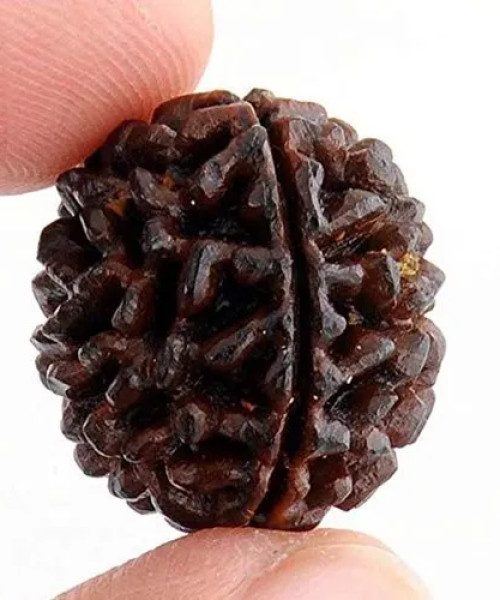 One Mukhi rudhrakshah