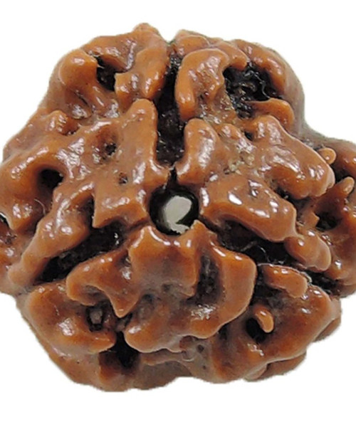 nepalese rudraksha