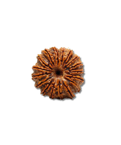 Indonesian rudraksha