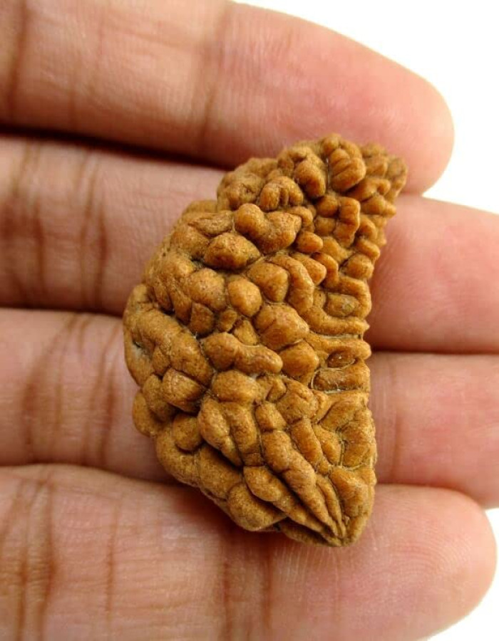 1 Mukhi Rudraksha without OM Pendant