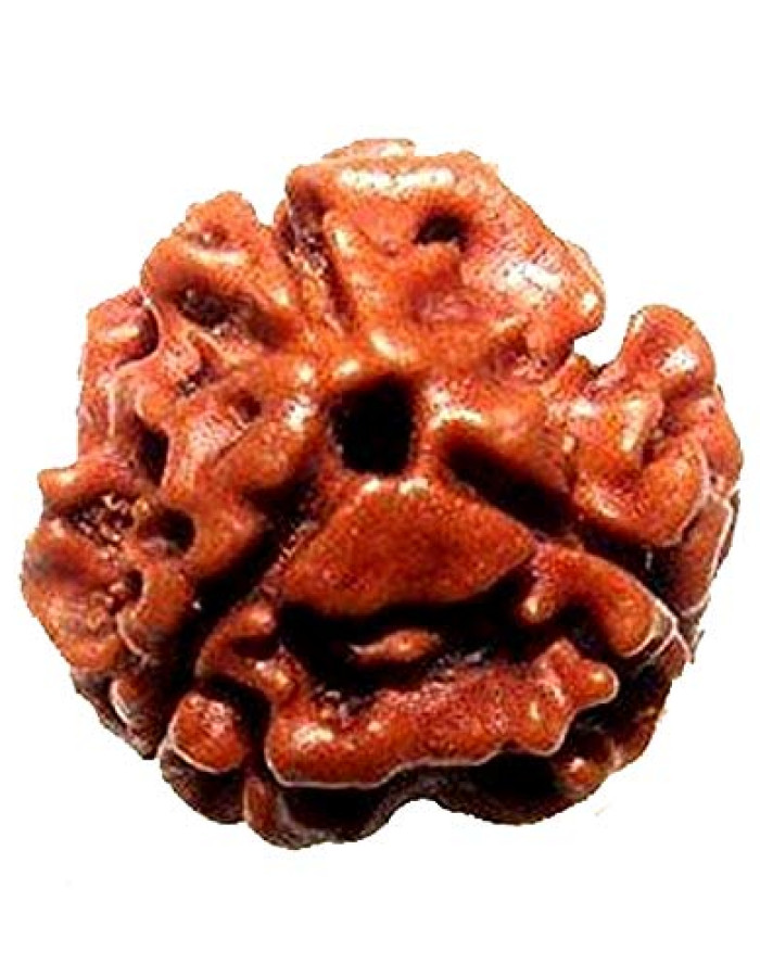 3 mukhi rudraksha