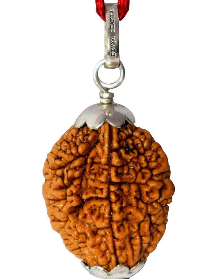 2 mukhi indonesian rudraksha