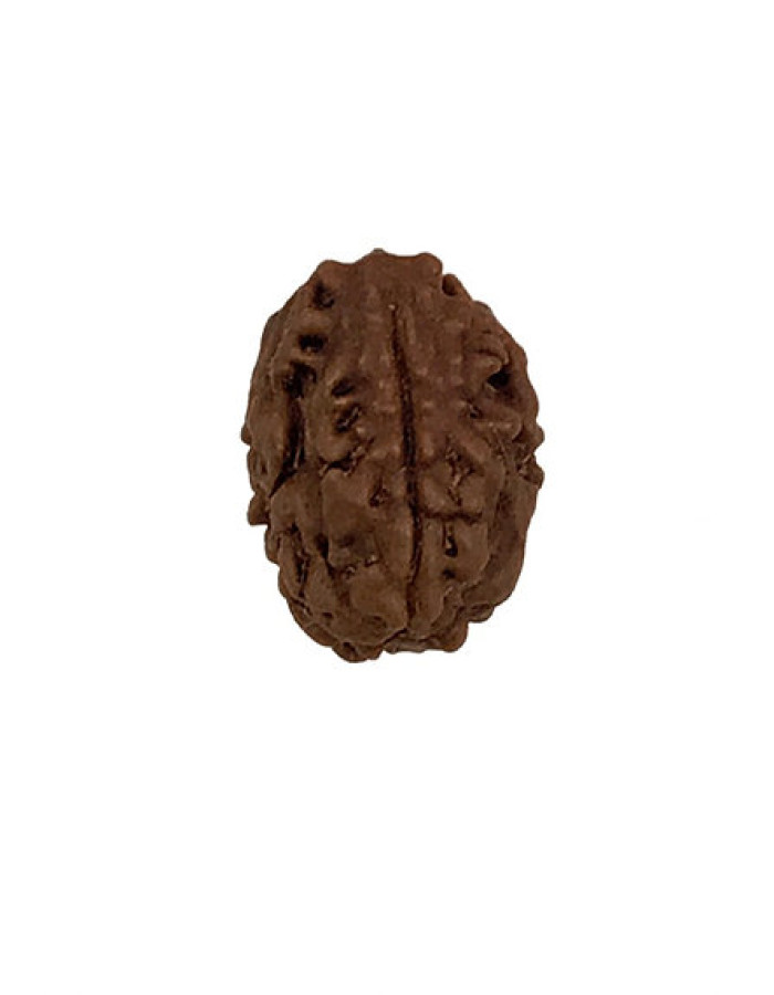 3 mukhi indonesian rudrakhsha