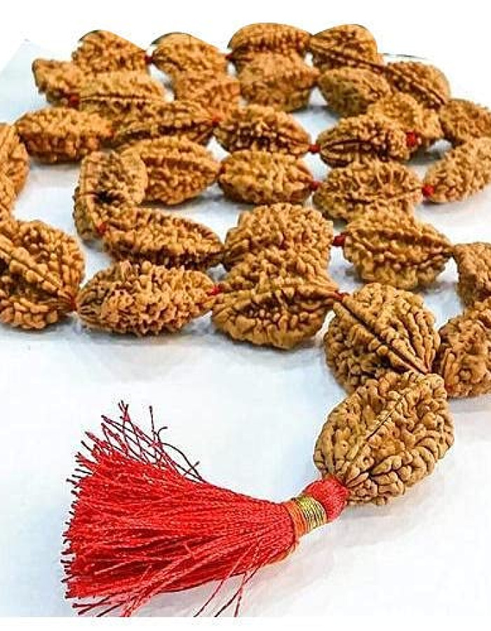 2 mukhi rudraksha mala