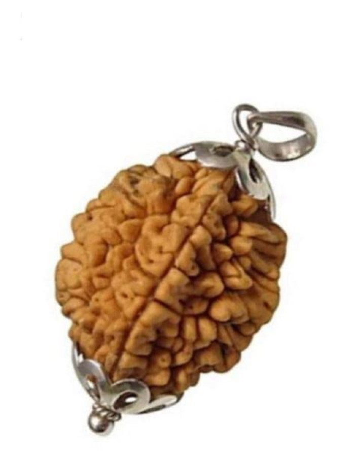 2 Mukhi nepalese rudraksha